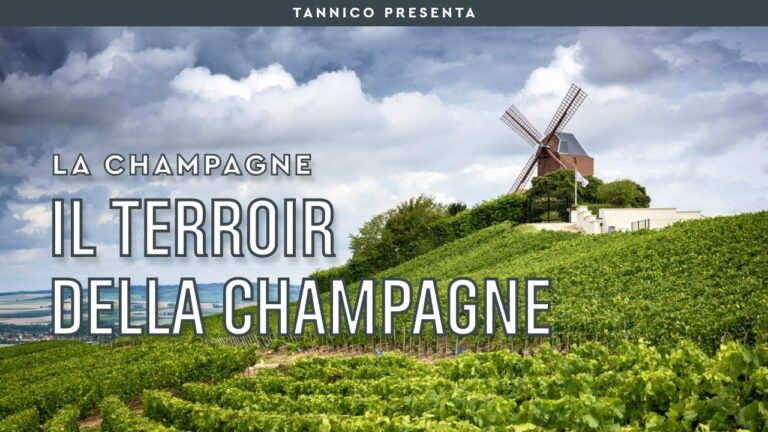 I 7 vitigni del Champagne: Un'analisi concisa